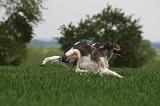 BARZOI 117
